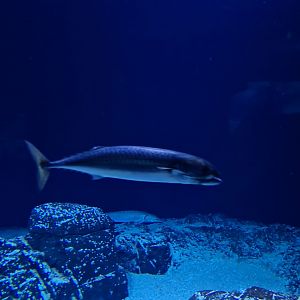 Oceanium - Atlantic mackerel in Delta aquarium