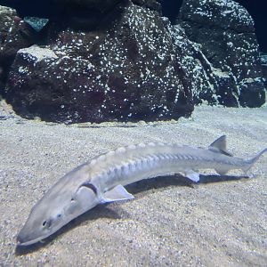 Oceanium - European Sea sturgeon in Delta aquarium