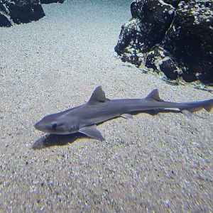 Oceanium - Starry smooth-hound in Delta aquarium