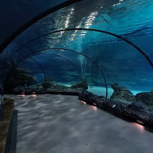 Oceanium - Endless Ocean tunnel