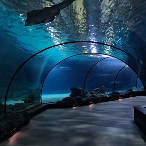 Oceanium - Endless Ocean tunnel