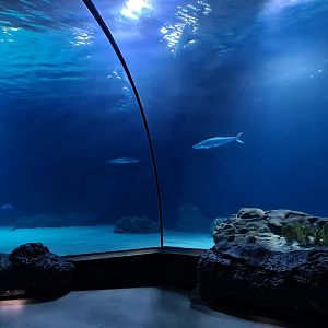 Oceanium - Endless Ocean tunnel