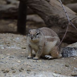 Cape squirrel