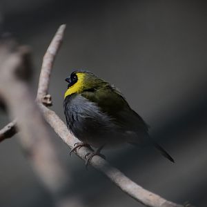Cuban grassquit
