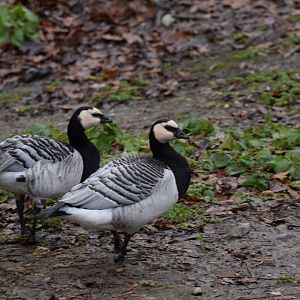White faced goose