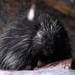 North-america porcupine