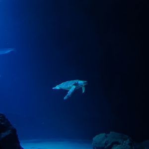 Oceanium - Green sea turtle in Endless Ocean aquarium