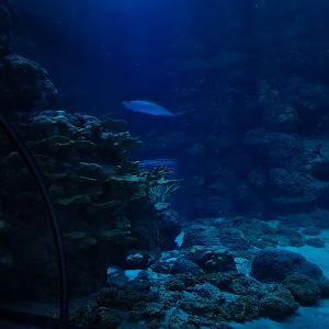 Oceanium - Endless Ocean aquarium interior