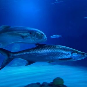 Oceanium - Atlantic tarpon and Crevalle jack in Endless Ocean aquarium