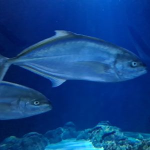 Oceanium - Bar jack in Endless Ocean aquarium