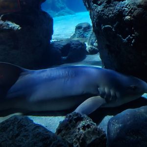 Oceanium - Atlantic nurse shark in Endless Ocean aquarium