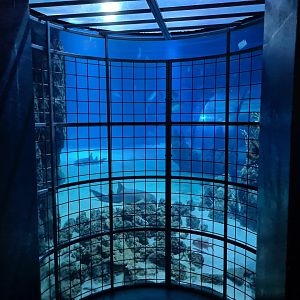Oceanium - Shark cage viewing point in Endless Ocean aquarium