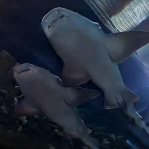 Oceanium - Atlantic nurse sharks in Endless Ocean aquarium