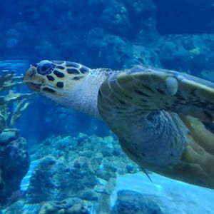 Oceanium - Green sea turtle in Endless Ocean aquarium