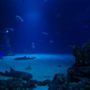 Oceanium - Endless Ocean aquarium interior