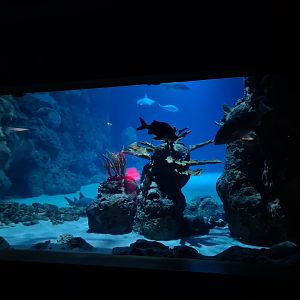 Oceanium - Endless Ocean viewing window