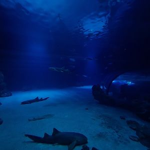 Oceanium - Endless Ocean aquarium interior
