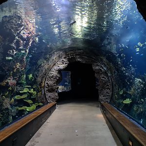 Oceanium - Great Barrier reef tunnel