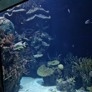 Oceanium - View in Great Barrier reef tunnel