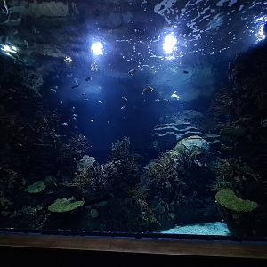 Oceanium - View in Great Barrier reef tunnel