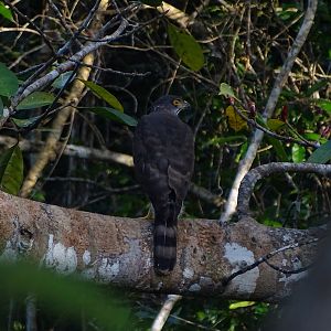 Crested goshawk (Accipiter trivirgatus indicus)