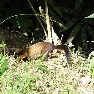 Yellow-throated marten (Martes flavigula indochinensis)