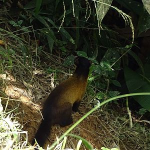 Yellow-throated marten (Martes flavigula indochinensis)