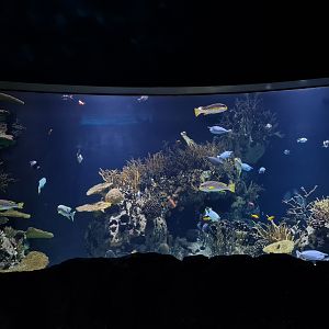 Oceanium - Second Great Barrier reef aquarium
