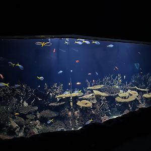Oceanium - Third Great Barrier reef aquarium
