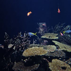 Oceanium - Great Barrier reef aquarium interior