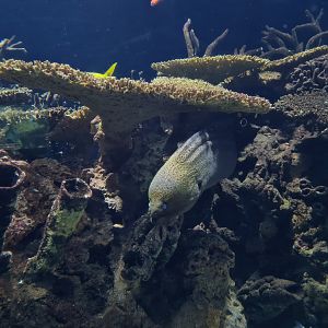 Oceanium - Moray eel in third Great Barrier reef aquarium