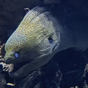 Oceanium - Moray eel in third Great Barrier reef aquarium