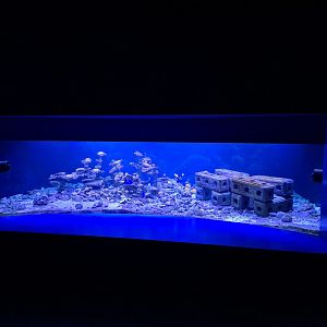 Oceanium - Reef growing tank