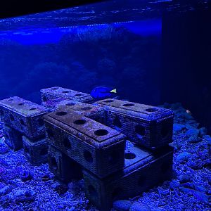 Oceanium - Reef growing tank