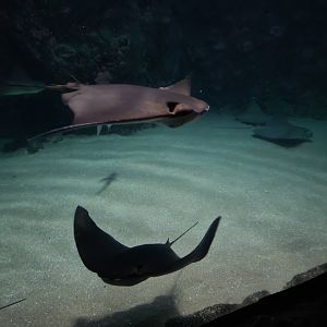 Oceanium - Cownose rays in Caribbean beach aquarium
