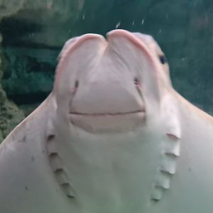 Oceanium - Cownose ray in Caribbean beach aquarium