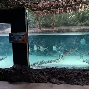 Oceanium - Caribbean beach aquarium