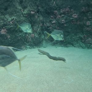 Oceanium - Lookdowns and Convict blenny in Caribbean beach aquarium