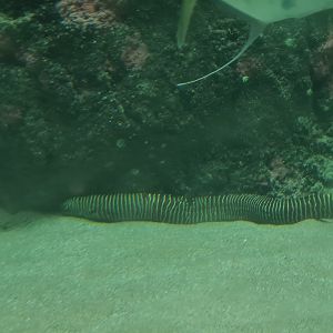 Oceanium - Convict blenny in Caribbean beach aquarium