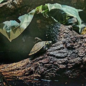 Baby Yellow-Spotted River Turtle (Podocnemis unifilis)
