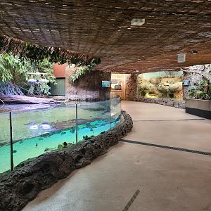 Oceanium - Mangrove aquarium