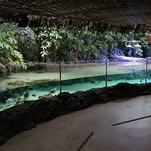 Oceanium - Mangrove aquarium