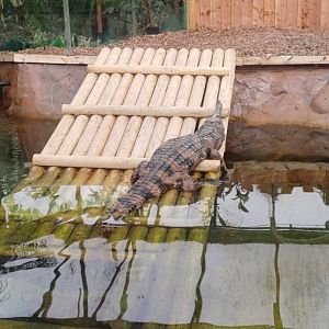 Tomistoma