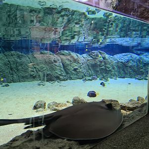 Oceanium - Southern stingray and Yellowtail tang in Mangrove aquarium
