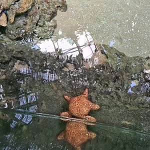Oceanium - Caribbean cushion star in Mangrove aquarium