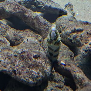 Oceanium - Snowflake moray in Mangrove aquarium