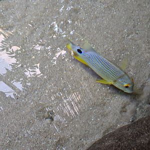 Oceanium - Sailfin snapper in Mangrove aquarium