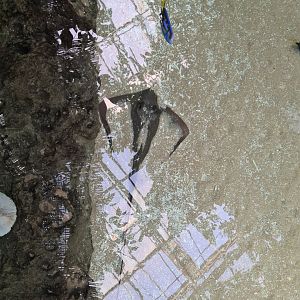 Oceanium - Southern stingray and Palette surgeonfish in Mangrove aquarium
