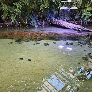 Oceanium - Top of the Mangrove tank