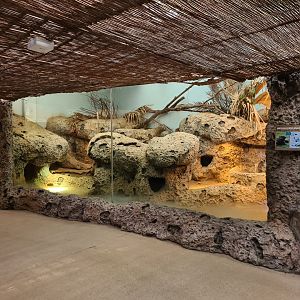 Oceanium - Rhinoceros iguana and Utila spiny-tailed iguana enclosure